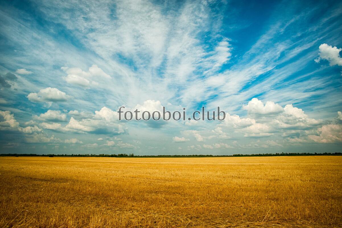 поле, небо, облака, день, природа, трава, лес